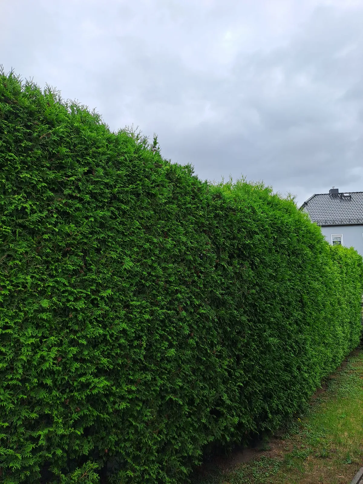 Detail einer gepflegten Hecke